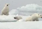 Researchers capture video of rare polar bear adoption