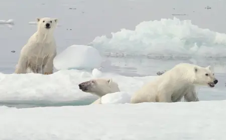 Researchers capture video of rare polar bear adoption