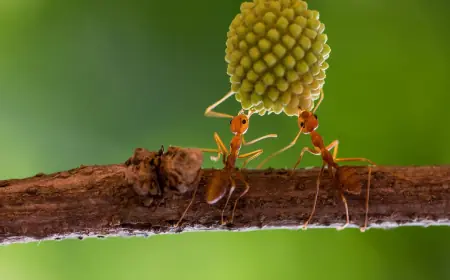 Sick ants invite self-sacrifice to save colony: "Come and kill me"