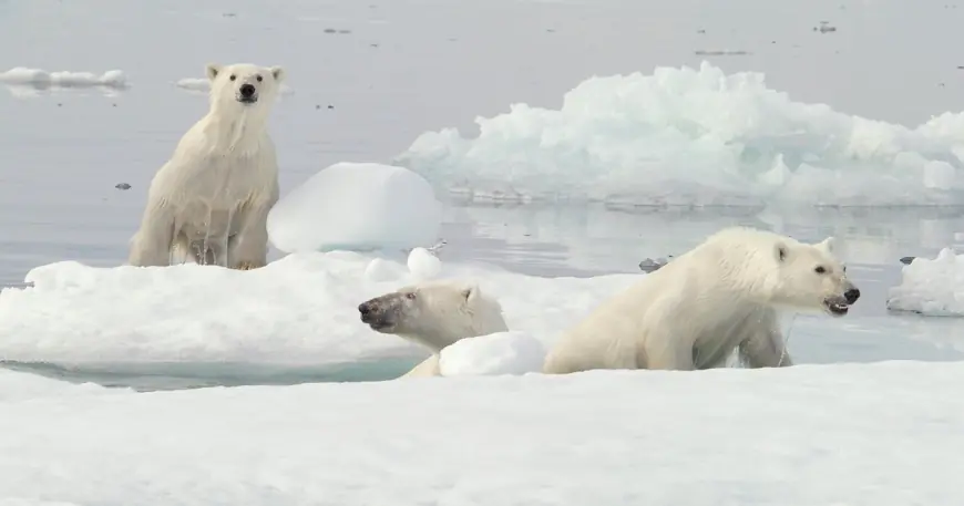 Researchers capture video of rare polar bear adoption